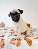 Paisley, a female Pug for sale in Indianapolis, IN – 1 of 6