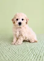 Barry, a male Bichon Frise for sale in Indianapolis, IN – 2 of 5