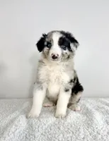 Rocket, a male Aussiedoodle for sale in Indianapolis, IN – 2 of 5