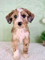 Spot, a male Miniature Bernedoodle for sale in Indianapolis, IN – Photo 2 of 6