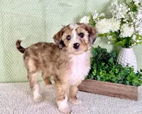 Spot, a male Miniature Bernedoodle for sale in Indianapolis, IN – Photo 6 of 6