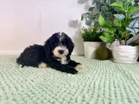 Freddy, a male Miniature Bernedoodle for sale in Indianapolis, IN – 7 of 7