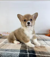 CKC Peni, a female Pembroke Welsh Corgi for sale in Indianapolis, IN – 4 of 5