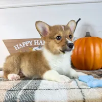 CKC Rio, a male Pembroke Welsh Corgi for sale in Indianapolis, IN – 5 of 5