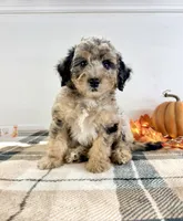 Ginny, a female Miniature Bernedoodle for sale in Indianapolis, IN – 5 of 6