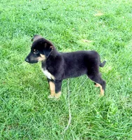 Thor, a male Australian Cattle Dog and German Shepherd Dog for sale in Indianapolis, IN – 4 of 5