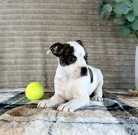 April, a female Boston Terrier and Rat Terrier for sale in Indianapolis, IN – 3 of 4