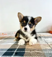 CKC Miles, a male Pembroke Welsh Corgi for sale in Indianapolis, IN – 3 of 5