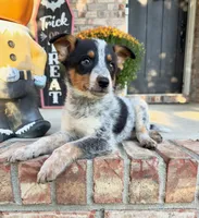 Boone, a male Australian Cattle Dog for sale in Indianapolis, IN – 4 of 5