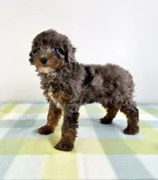 Bo Peep, a female Miniature Bernedoodle for sale in Indianapolis, IN – 6 of 6