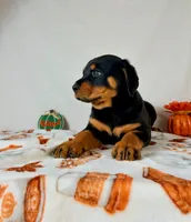Queenie , a female Rottweiler for sale in Indianapolis, IN – 4 of 7