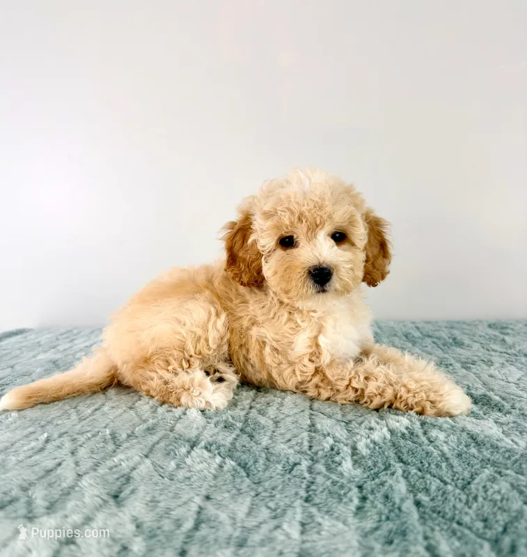 Pudding – Cavapoo puppy for sale in Indianapolis, IN