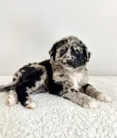 Snickers, a female Aussiedoodle for sale in Indianapolis, IN – 4 of 5