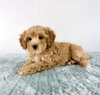 Honey, a female Cavapoo for sale in Indianapolis, IN – 2 of 4