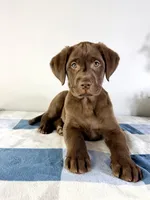 AKC Lenny, a female Labrador Retriever for sale in Indianapolis, IN – Photo 4 of 5