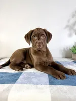 AKC Lenny, a female Labrador Retriever for sale in Indianapolis, IN – Photo 5 of 5