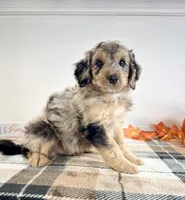 Draco, a male Miniature Bernedoodle for sale in Indianapolis, IN – 4 of 5