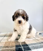 Gru, a male Miniature Bernedoodle for sale in Indianapolis, IN – 4 of 5