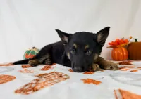 Skye, a female German Shepherd Dog for sale in Indianapolis, IN – 3 of 5
