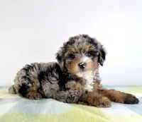 Hamm, a male Miniature Bernedoodle for sale in Indianapolis, IN – 3 of 6