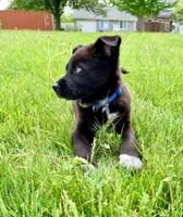 Blue, a male Australian Cattle Dog and German Shepherd Dog for sale in Indianapolis, IN – 4 of 5