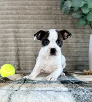 April, a female Boston Terrier and Rat Terrier for sale in Indianapolis, IN – 2 of 4