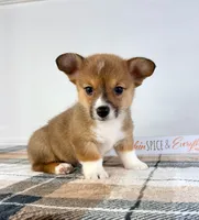  CKC MJ, a female Pembroke Welsh Corgi for sale in Indianapolis, IN – 3 of 5