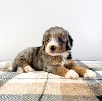 Agnes, a female Miniature Bernedoodle for sale in Indianapolis, IN – 2 of 5
