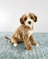 Muffin, a female Cavapoo for sale in Indianapolis, IN – 3 of 5