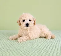 Barry, a male Bichon Frise for sale in Indianapolis, IN – 4 of 5