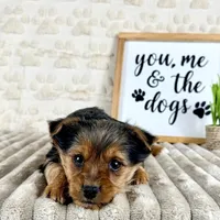 Timmy, a male Yorkshire Terrier for sale in Indianapolis, IN – Photo 3 of 4