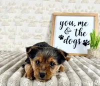 Gigi, a female Yorkshire Terrier for sale in Indianapolis, IN – Photo 5 of 6