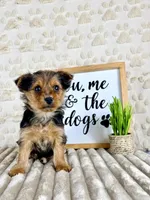 Gigi, a female Yorkshire Terrier for sale in Indianapolis, IN – Photo 1 of 6