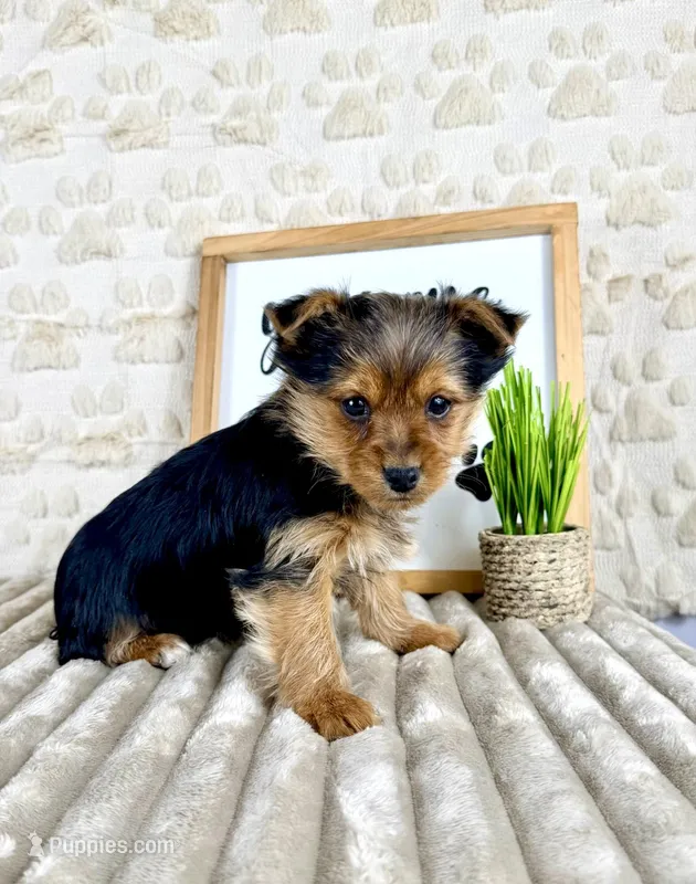 Timmy – Yorkshire Terrier puppy for sale in Indianapolis, IN