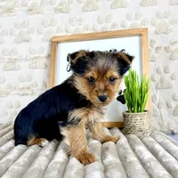 Timmy, a male Yorkshire Terrier for sale in Indianapolis, IN – Photo 1 of 4