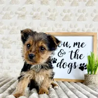 Timmy, a male Yorkshire Terrier for sale in Indianapolis, IN – Photo 4 of 4