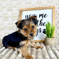 Timmy, a male Yorkshire Terrier for sale in Indianapolis, IN – Photo 2 of 4