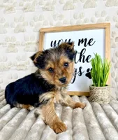 Gigi, a female Yorkshire Terrier for sale in Indianapolis, IN – Photo 3 of 6
