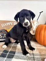 Hazel, a female Border Collie for sale in Indianapolis, IN – 4 of 6
