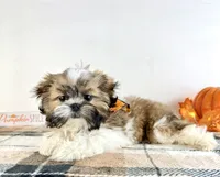 AKC Henry, a male Shih Tzu for sale in Indianapolis, IN – 5 of 5