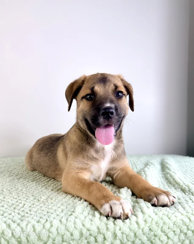 Mack – Border Collie, Cane Corso puppy for sale in Indianapolis, IN