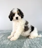 Dave, a male Miniature Bernedoodle for sale in Indianapolis, IN – 4 of 5
