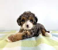 Rex, a male Miniature Bernedoodle for sale in Indianapolis, IN – 5 of 5