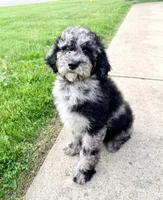 Charlie, a male Poodle - Standard  for sale in Indianapolis, IN – Photo 1 of 5