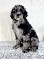 Charlie, a male Poodle - Standard  for sale in Indianapolis, IN – Photo 4 of 5