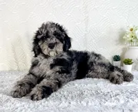 Charlie, a male Poodle - Standard  for sale in Indianapolis, IN – Photo 3 of 5