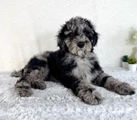 Charlie, a male Poodle - Standard  for sale in Indianapolis, IN – Photo 2 of 5