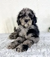 Charlie, a male Poodle - Standard  for sale in Indianapolis, IN – Photo 5 of 5