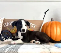 Cider, a male Border Collie for sale in Indianapolis, IN – 5 of 5