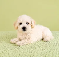 Benson, a male Bichon Frise for sale in Indianapolis, IN – 5 of 5